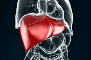 how-liver-work