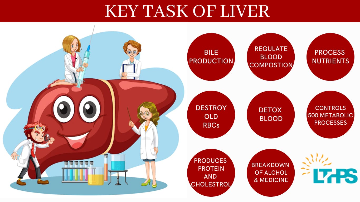 liver's key tasks- Artificial Liver Support Systems