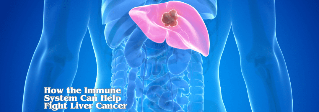 How the Immune System Can Help Fight Liver Cancer